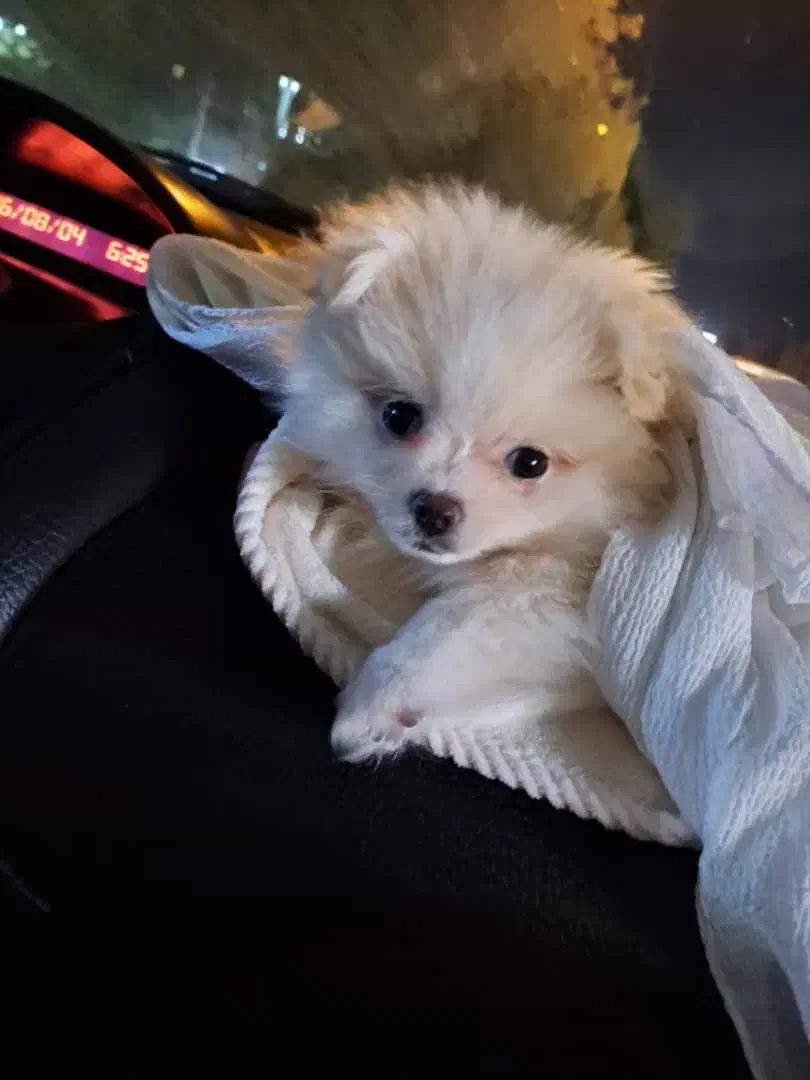 پامرنین خرسی ۷۰ روزه|سگ|کرج, باغستان|دیوار