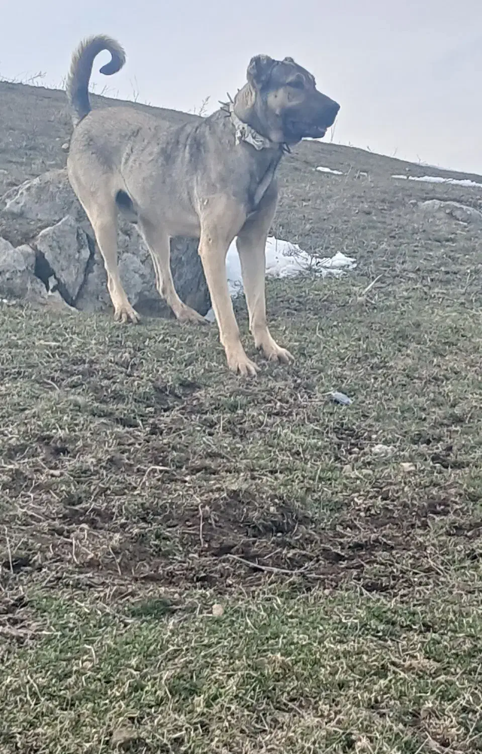 سرابی ۲ ساله|سگ|دره رود, |دیوار