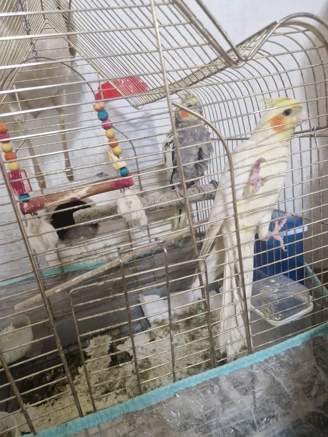 عروس هلندی|پرنده|بجنورد, |دیوار