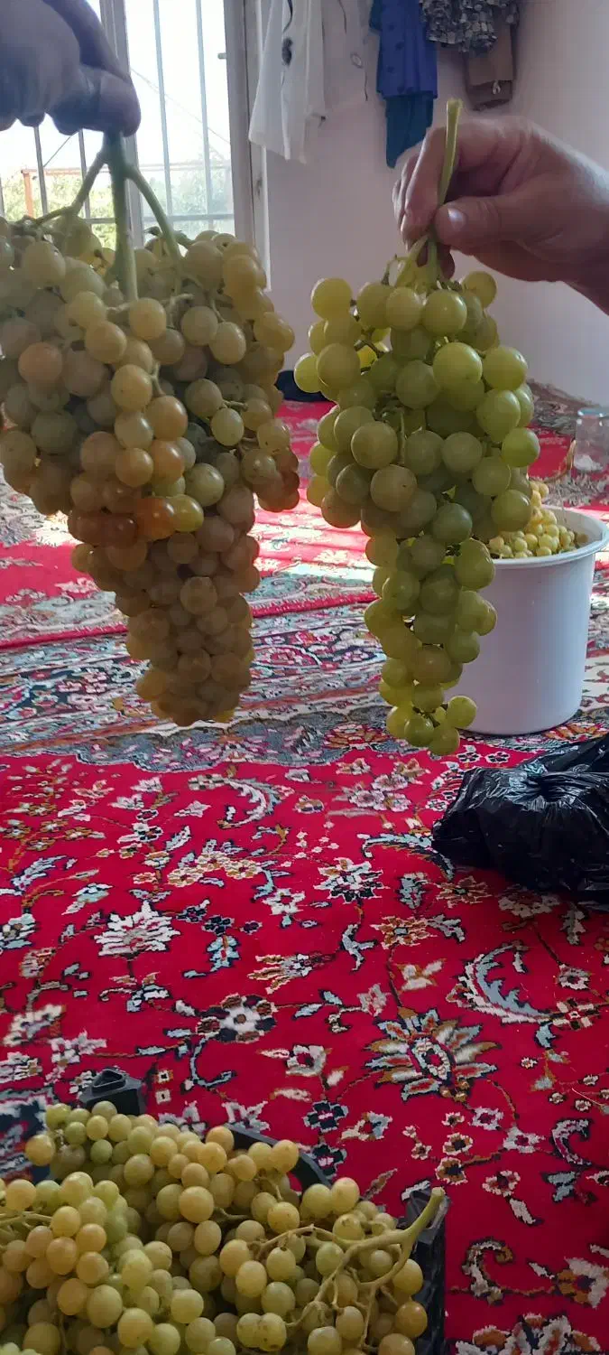 فروش باغ منطقه چناران|فروش دفتر صنعتی، کشاورزی، تجاری|شاهرود, |دیوار