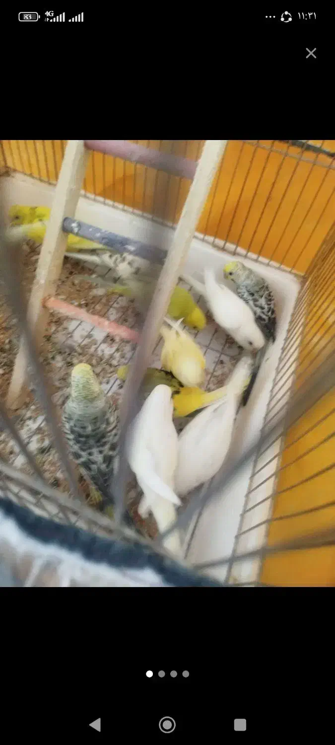 مرغ عشق|پرنده|داراب, |دیوار