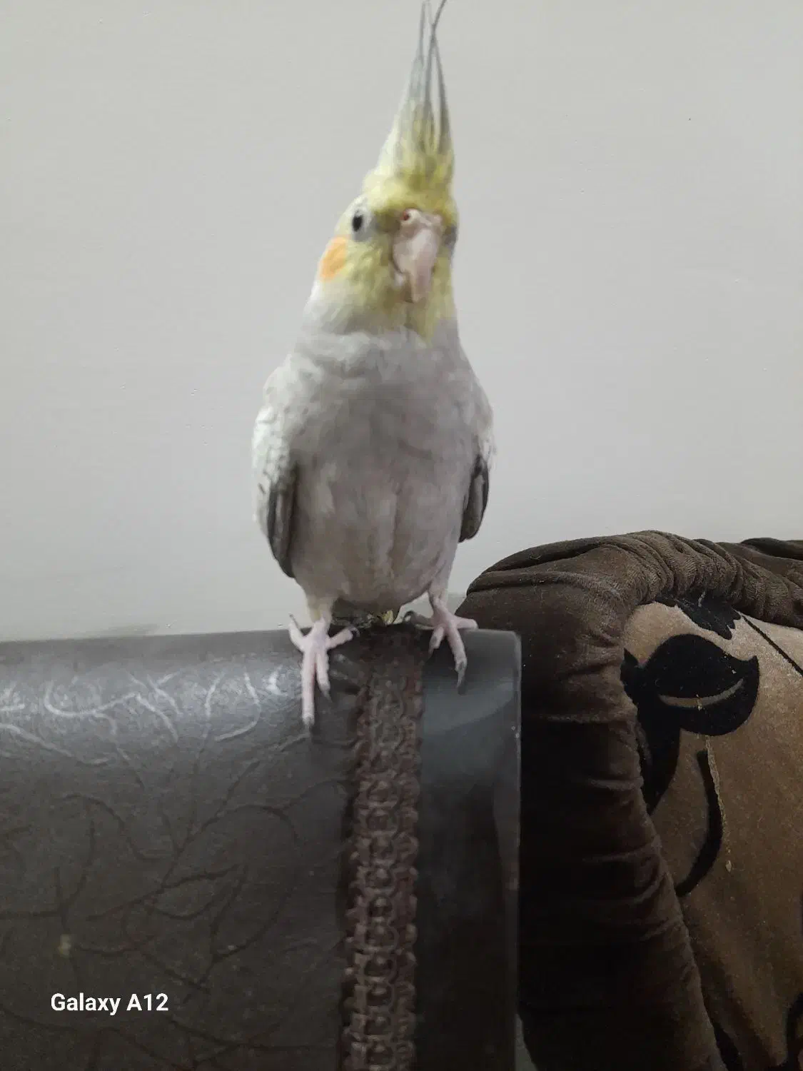 عروس هلندی|پرنده|تهران, خاک سفید|دیوار