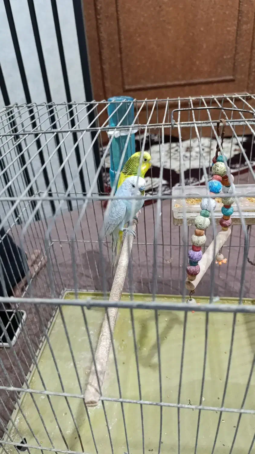 مرغ عشق|پرنده|ریگ, |دیوار