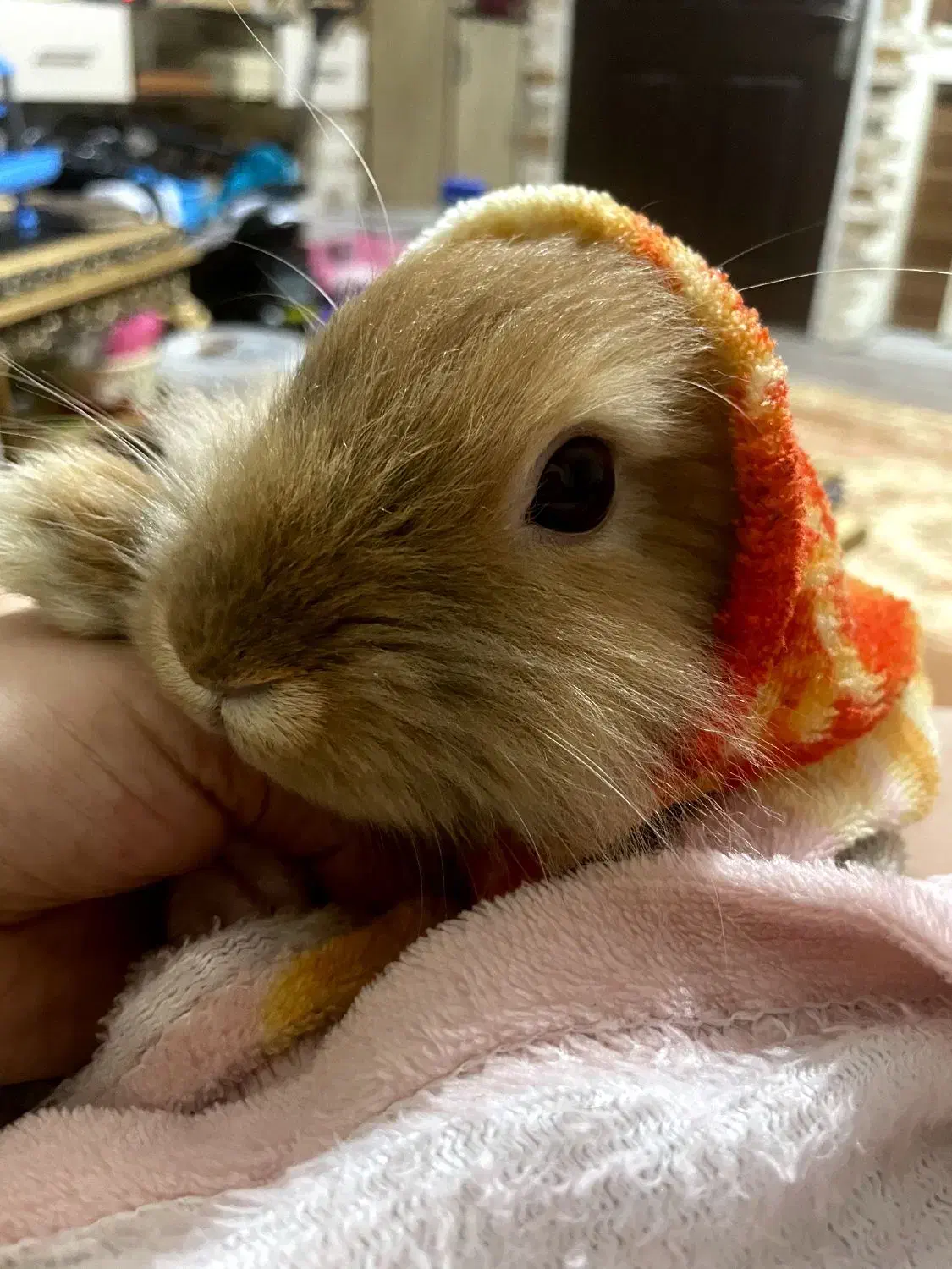 خرگوش لیون هد خارجی|موش و خرگوش|تبریز, |دیوار