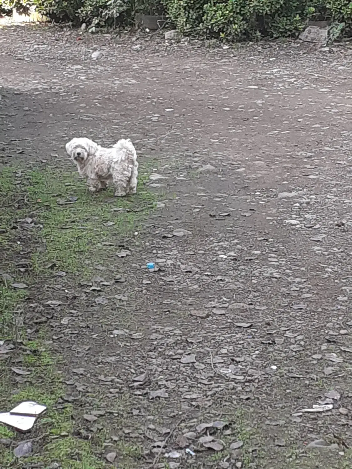 سگ شیتزو|سگ|لاهیجان, فیاض|دیوار