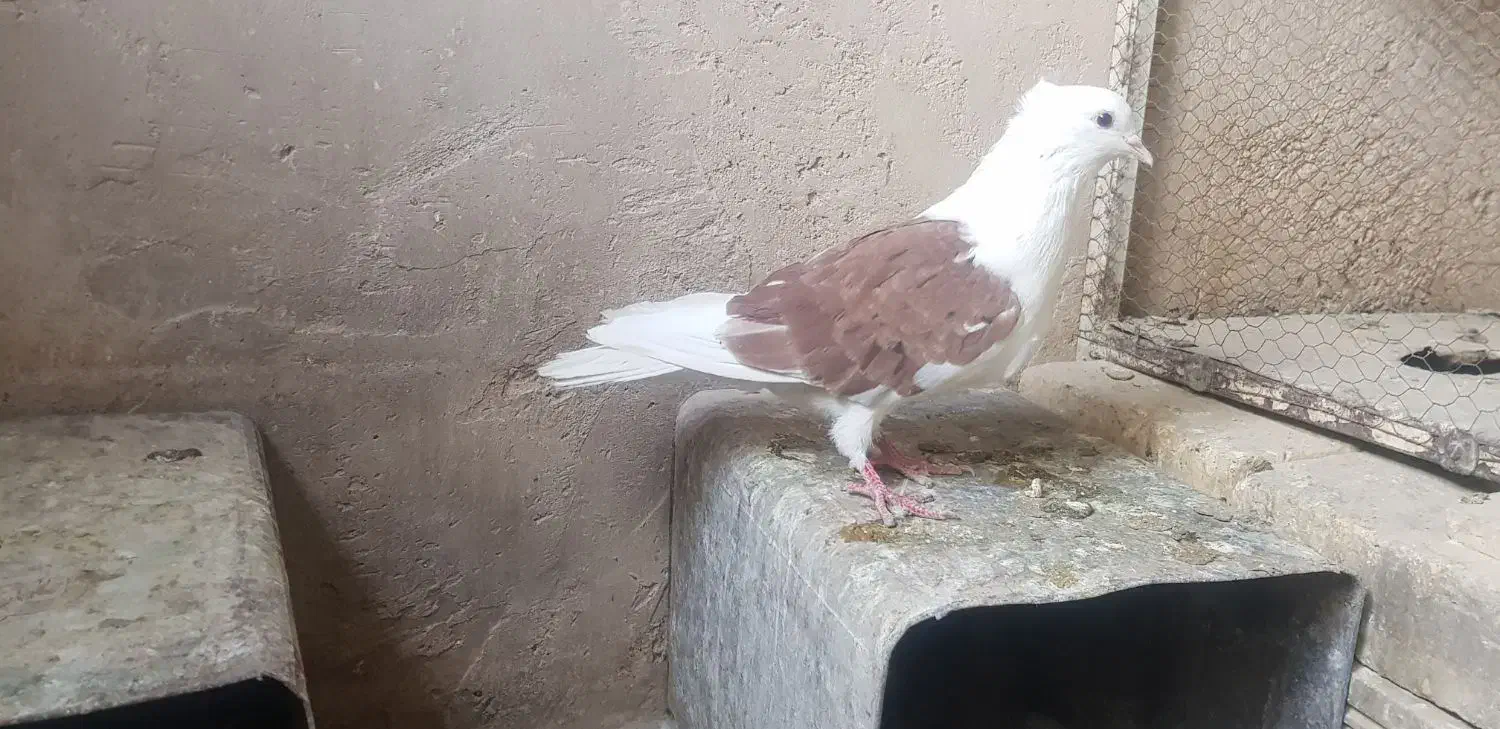 کبوتر دوکت سرخ|پرنده|لنجان, |دیوار