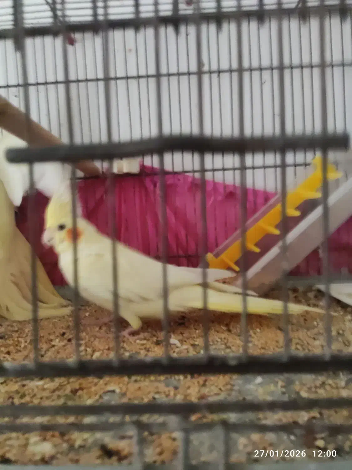 عروس هلندی|پرنده|چمران, |دیوار