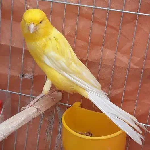 قناری نر طلایی بلند و کشیده وبخون|پرنده|خمینیشهر, |دیوار