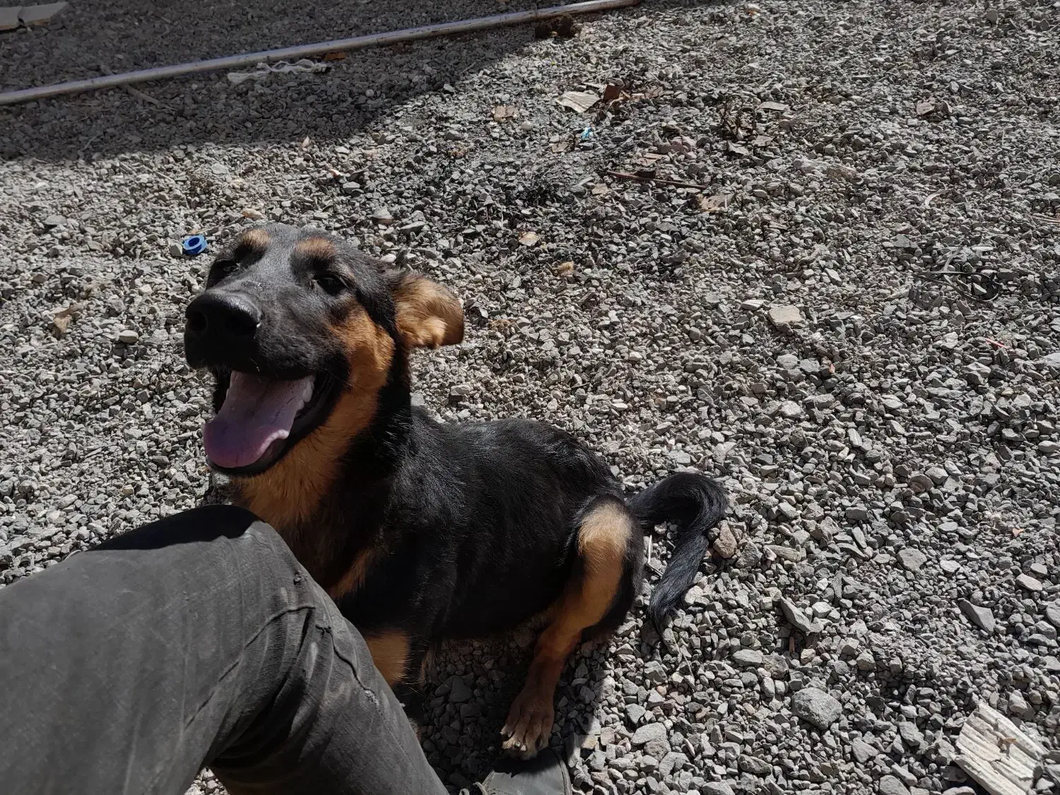 ژرمن ماده|سگ|سبزوار, پیروزی|دیوار