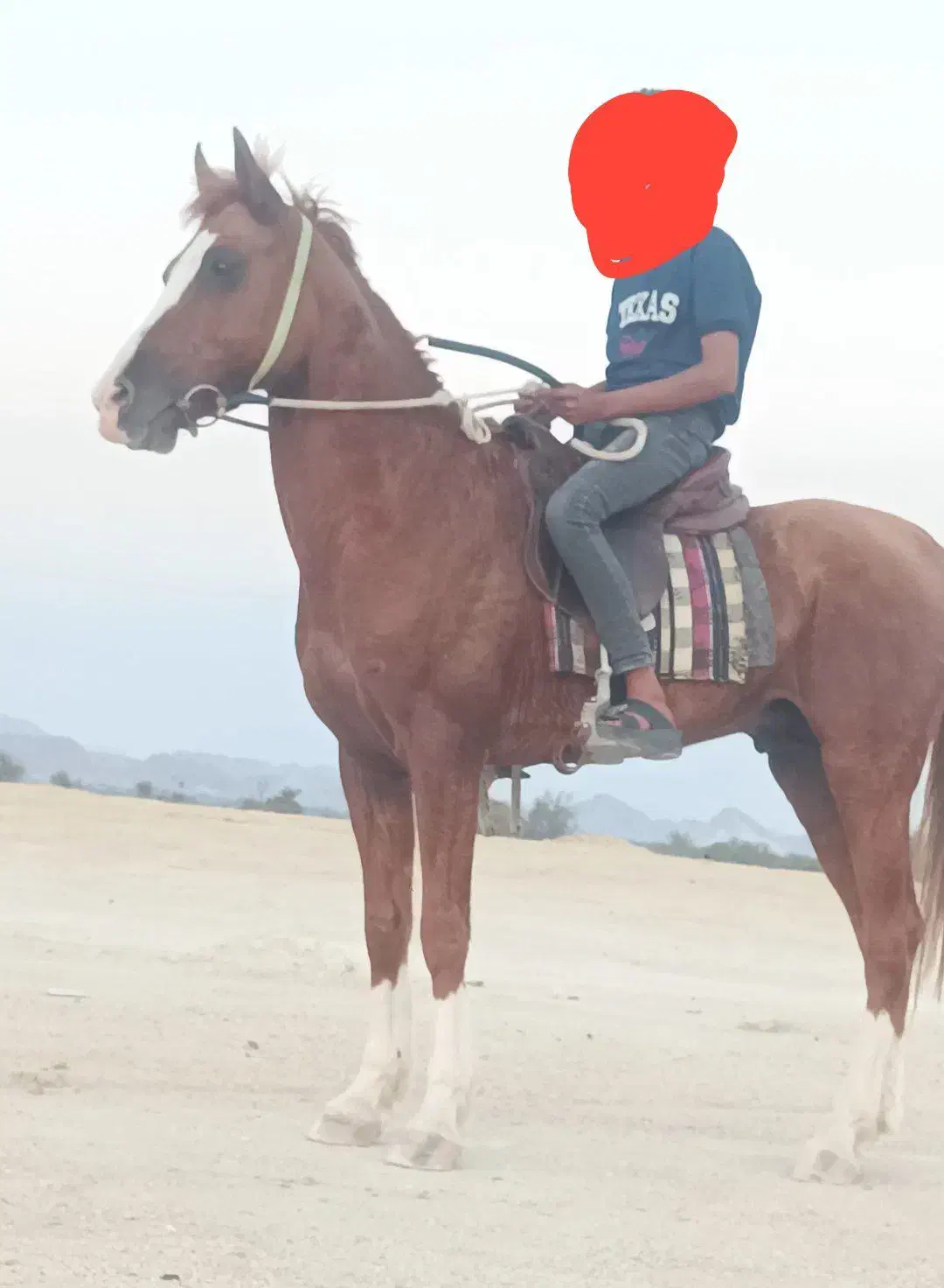 اسب|اسب و تجهیزات اسب‌سواری|بندرعباس, |دیوار