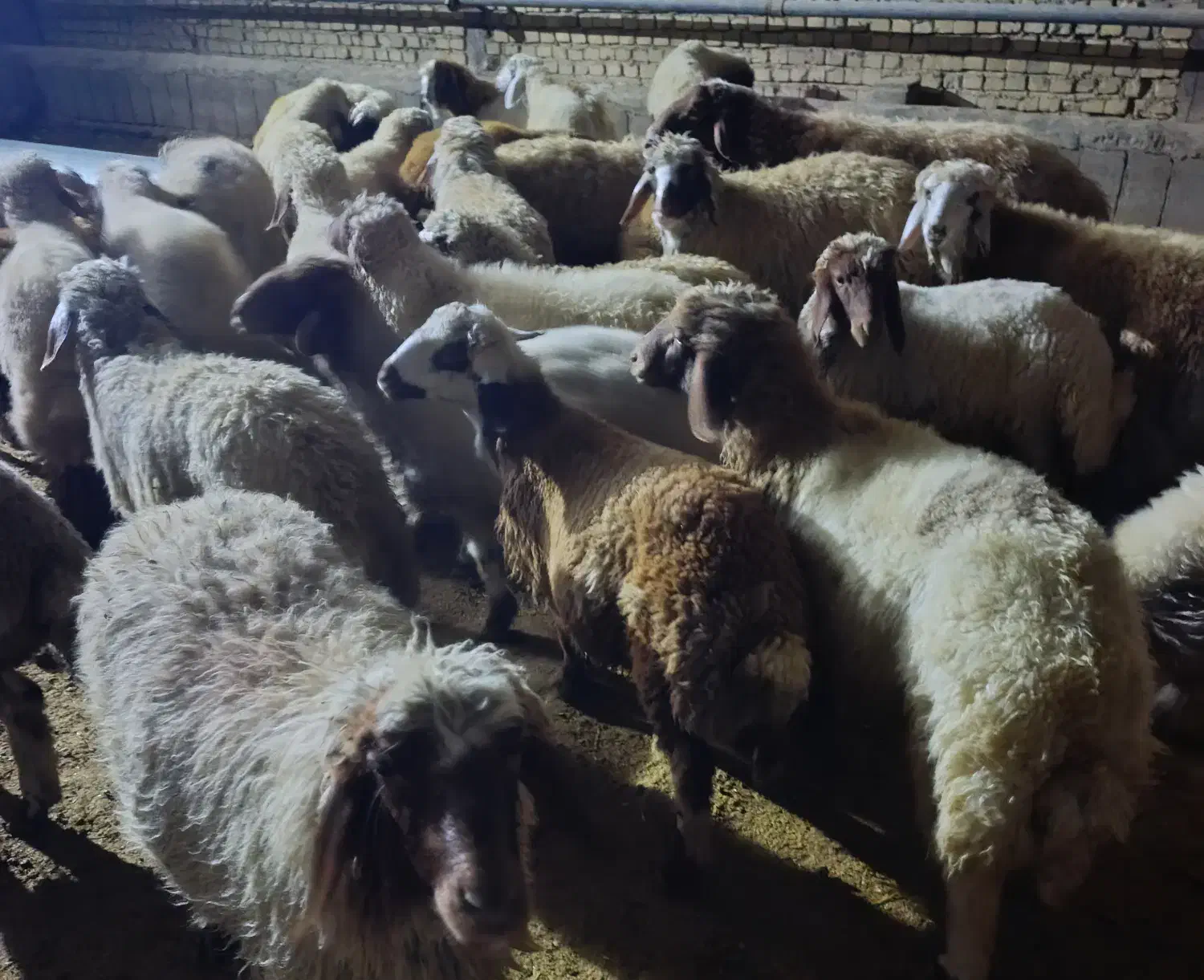 ۳۰ راس بره نر و ماده پروار درجه یک گوسفند|حیوانات مزرعه|سرپل ذهاب, |دیوار
