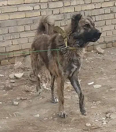 سگ گله|سگ|فامنین, |دیوار