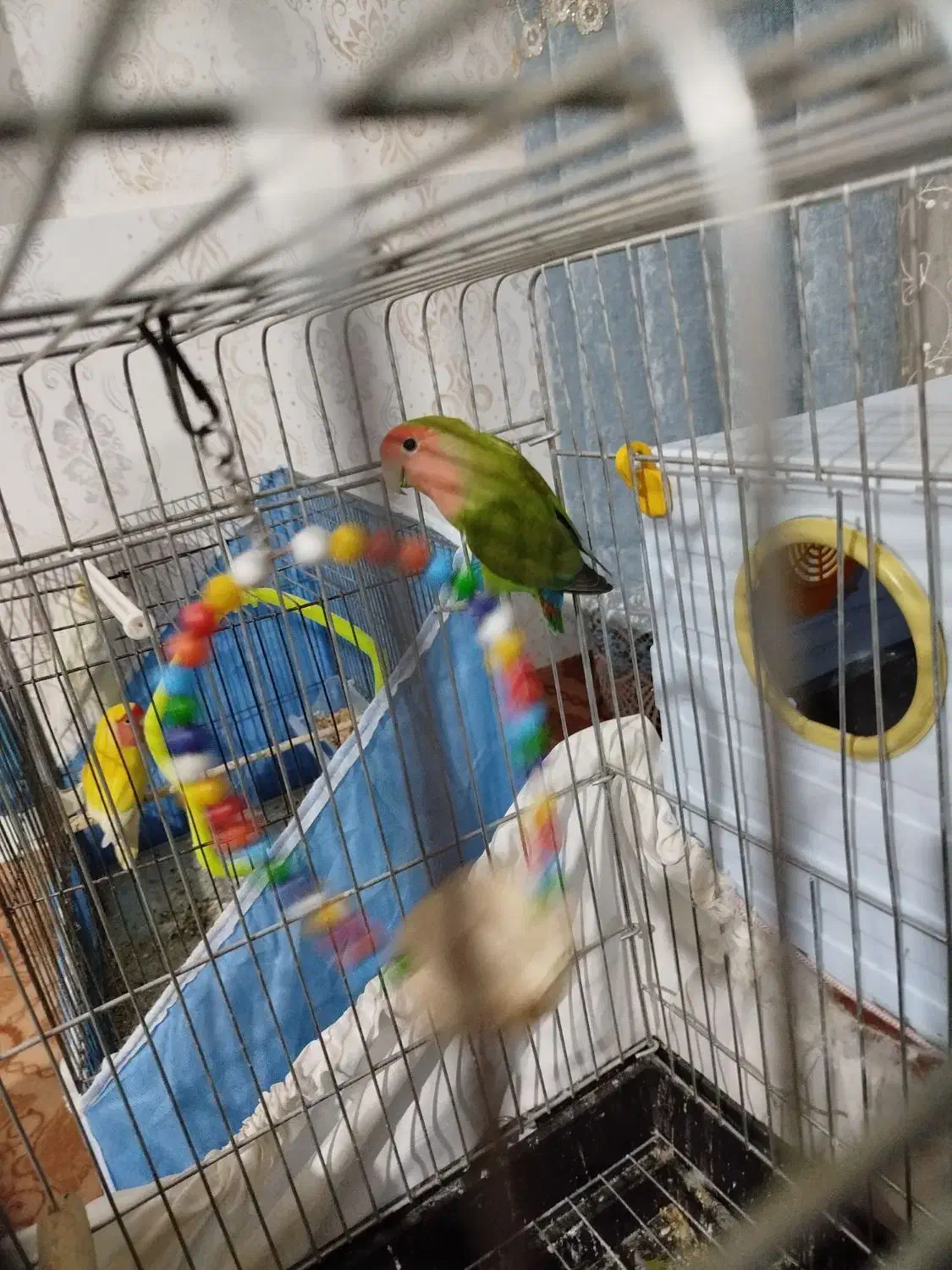 طوطی برزیلی و عروس جوجه 3 ماهه فووری|پرنده|محمدیه-قزوین, |دیوار