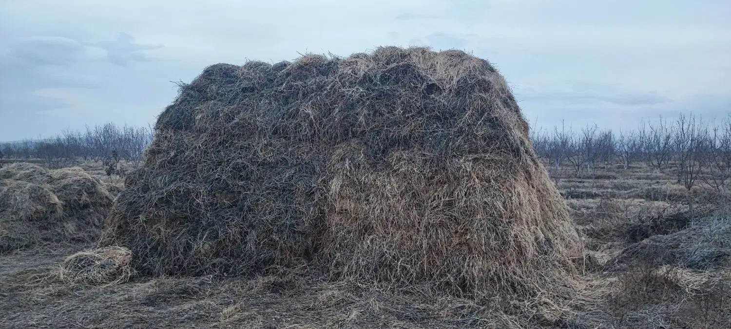 یونجه|خدمات باغبانی و درختکاری|ایواوغلی, |دیوار