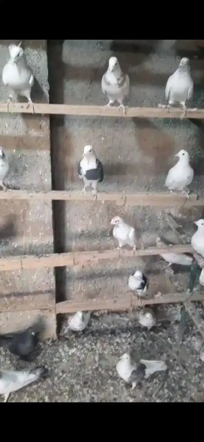 بارجدیدرسید|پرنده|کوهدشت, |دیوار