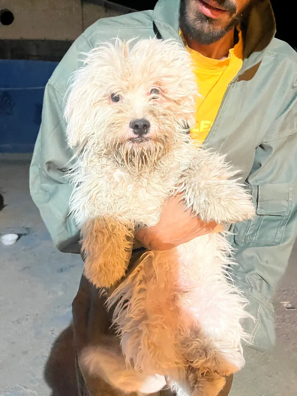 واگذاری سگ اپارتمانی|سگ|مشهد, آزادشهر|دیوار