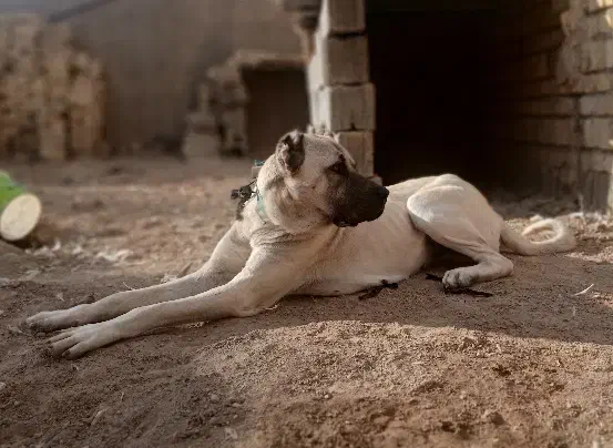 سگ سرابی ماده|سگ|کبودرآهنگ, |دیوار