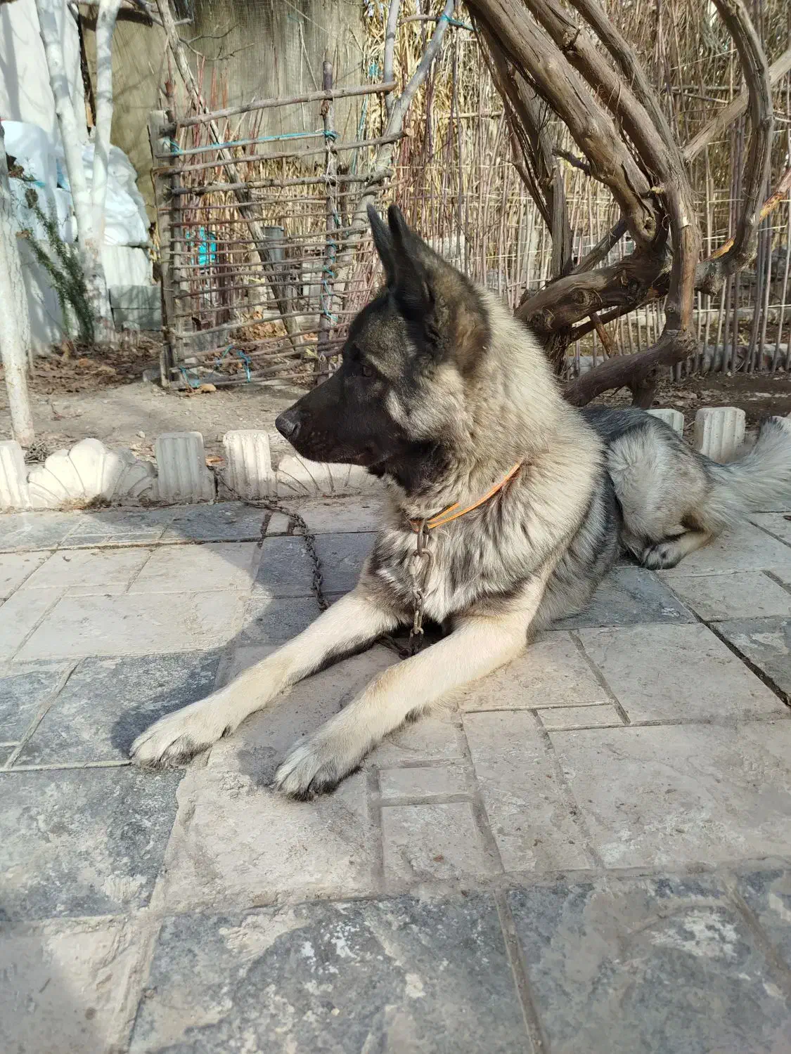 ژرمن مالینویز|سگ|بومهن, |دیوار