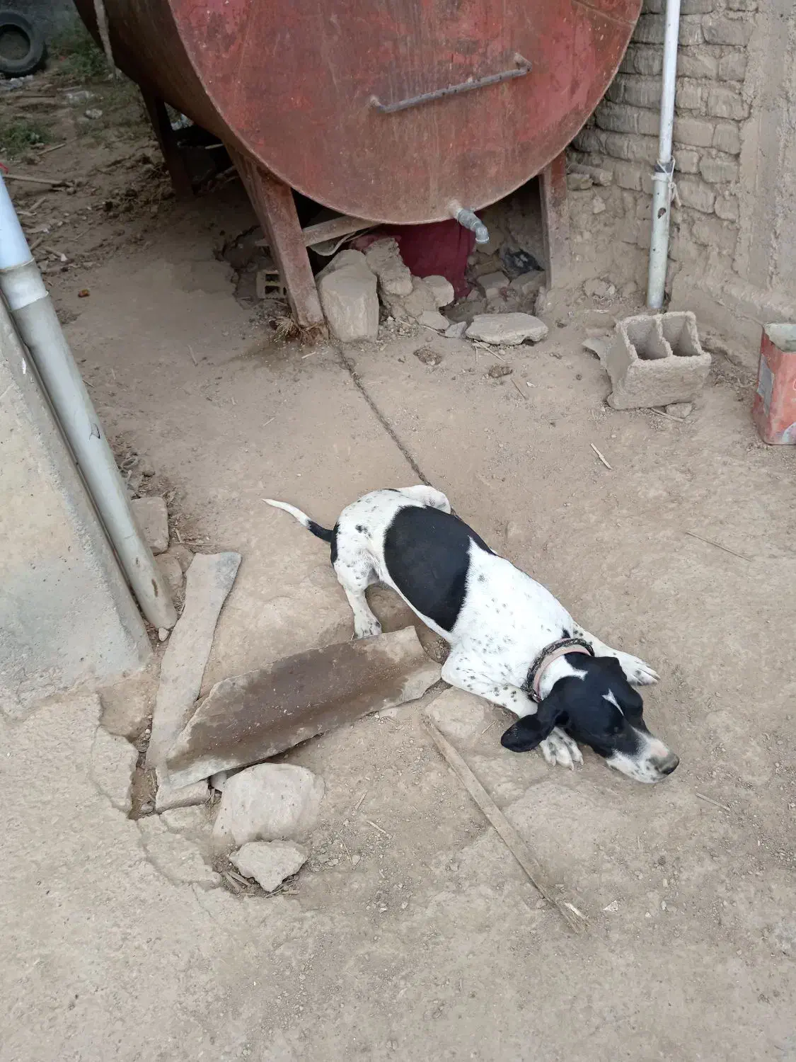 فروش توله سگ میکس آلمان و انگلیس اصل|سگ|گلی داغ, |دیوار