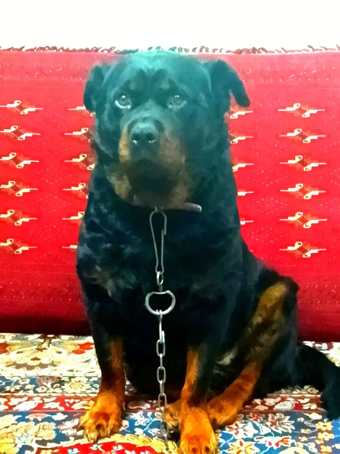 سگ ماده دوساله رتوایلر|سگ|شیروان (خراسان), |دیوار