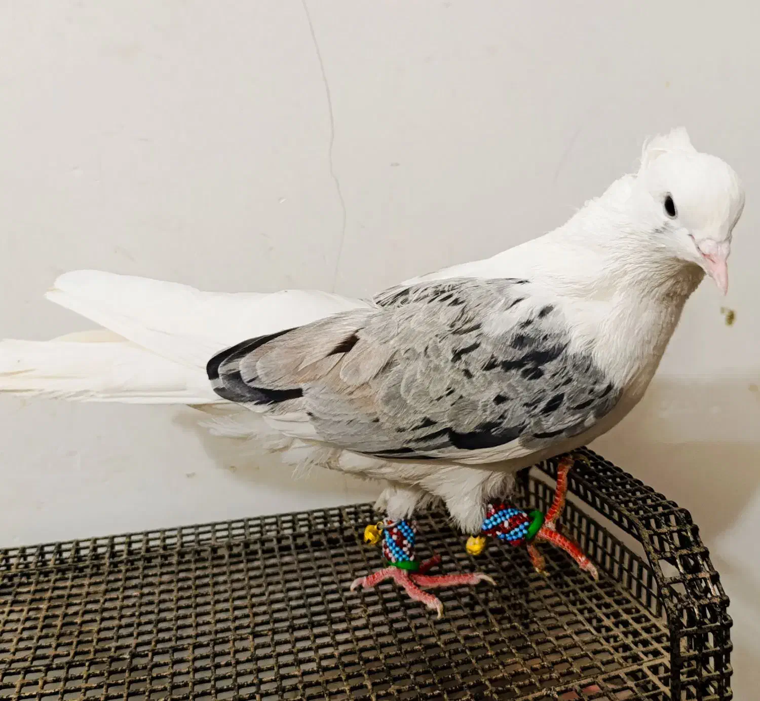 کبوتر پشتی هفترنگ معاوضه با جوجه گیرینچیک|پرنده|مشهد, انقلاب|دیوار