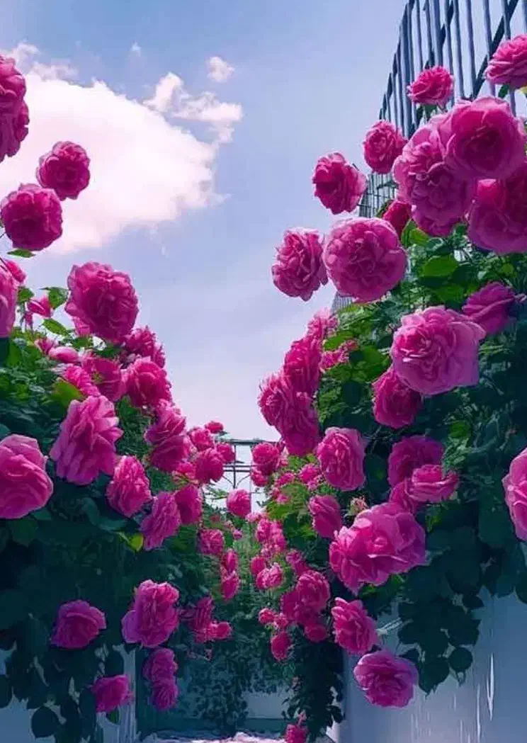 فروش سیم کارت 912با کد 8|سیمکارت|چالوس, |دیوار