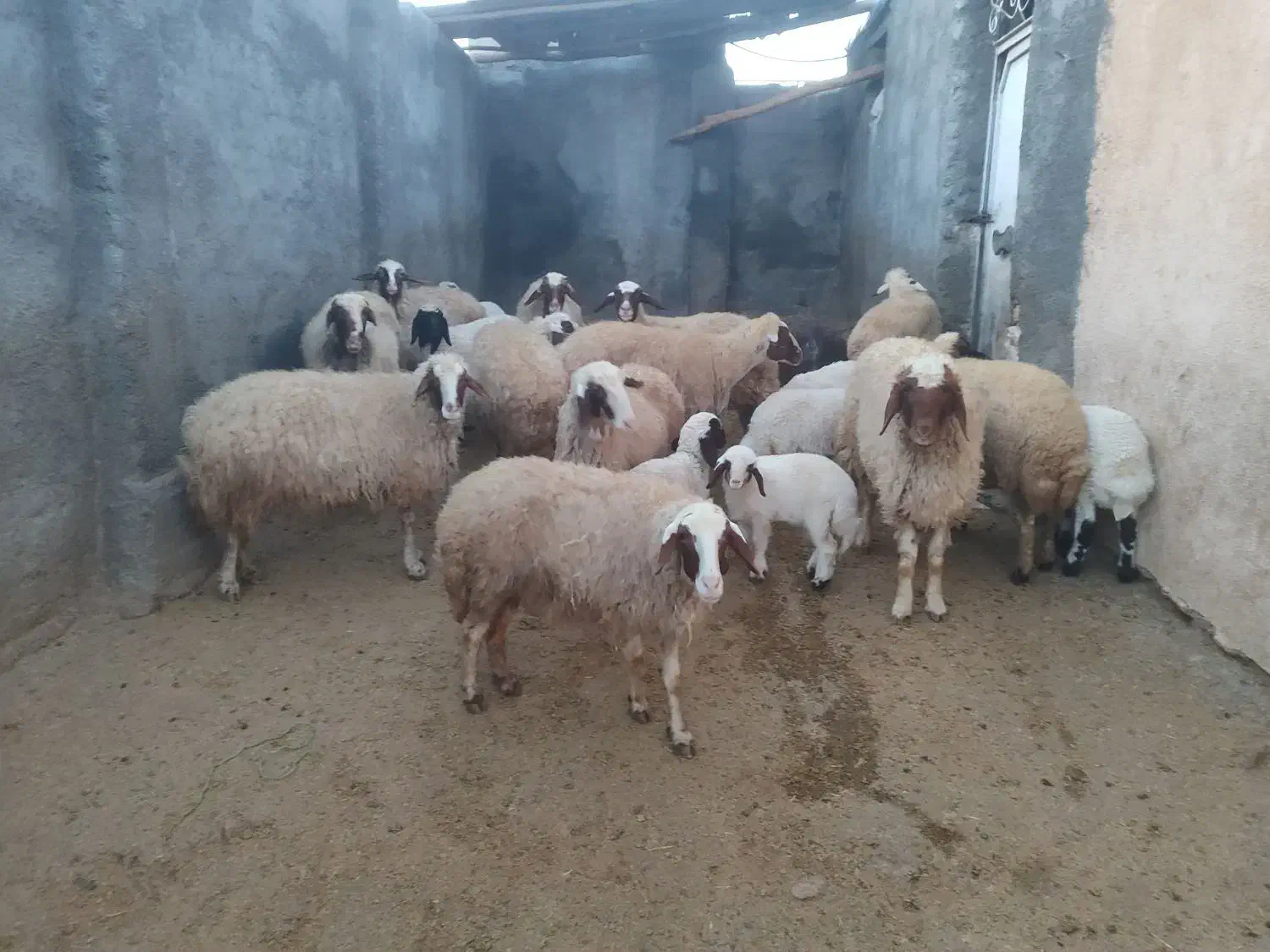 گوسفند سنجابی|حیوانات مزرعه|روانسر, |دیوار