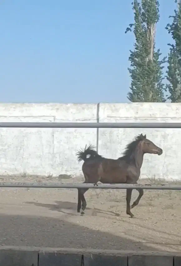 کره نریان دره شوری 23ماهه|اسب و تجهیزات اسب‌سواری|گلپایگان, |دیوار