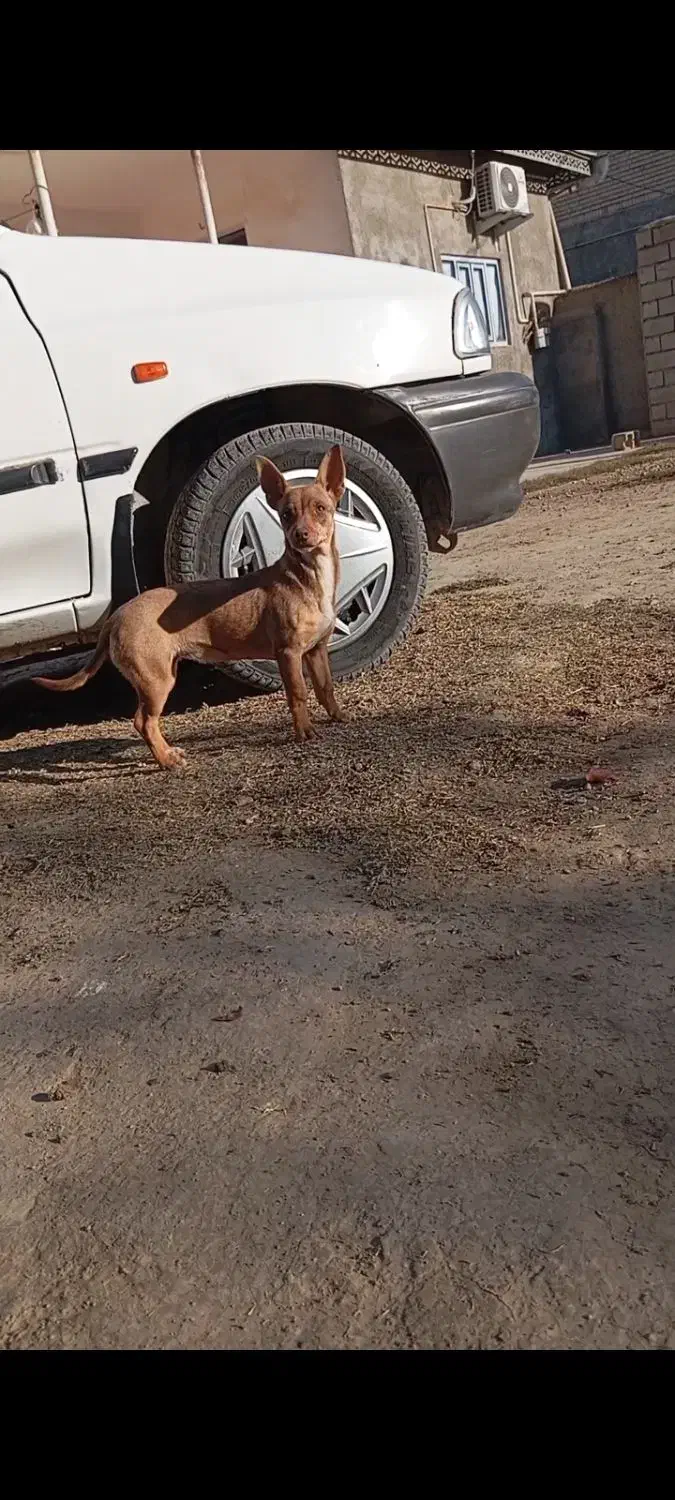 سگ پاکوتاه|سگ|گنبد کاووس, |دیوار