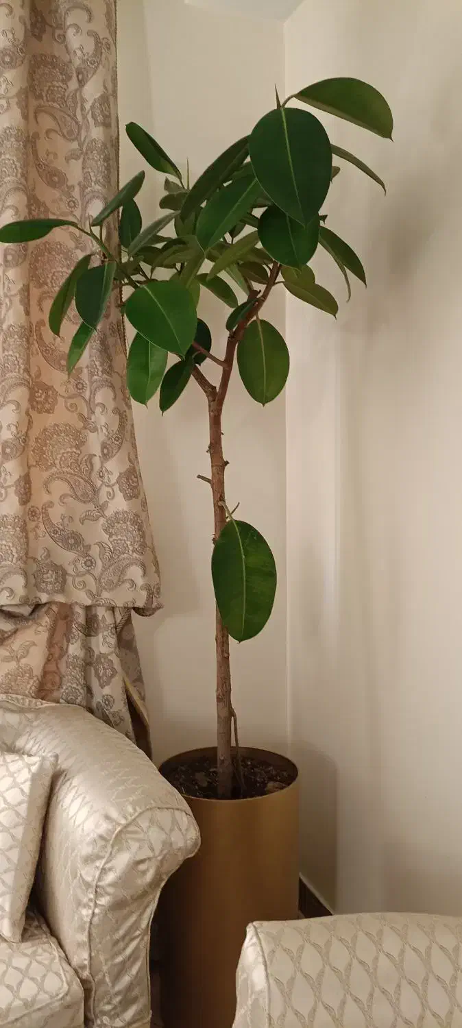 فروش فوری با گلدان|گل و گیاه طبیعی|تهران, بهارستان|دیوار