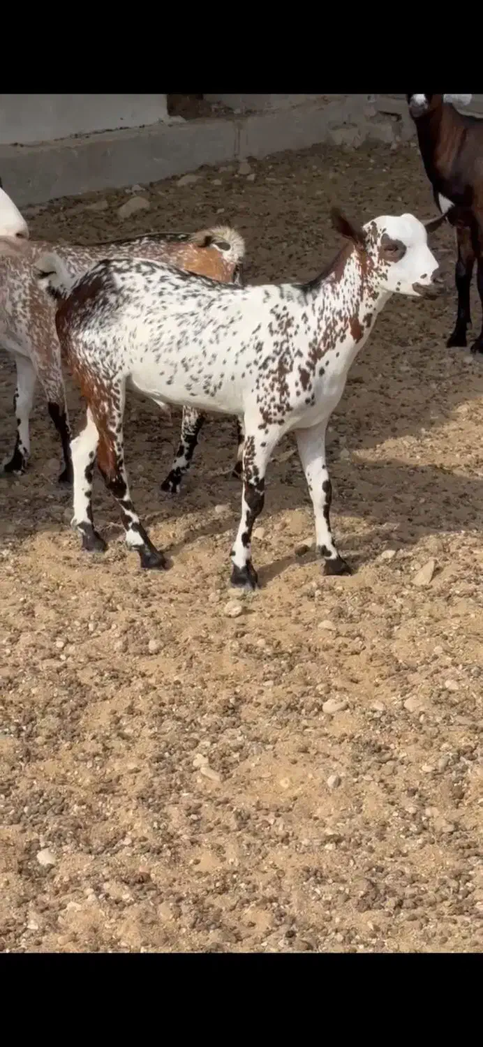 بزغاله آبستن|حیوانات مزرعه|بندر ماهشهر, |دیوار