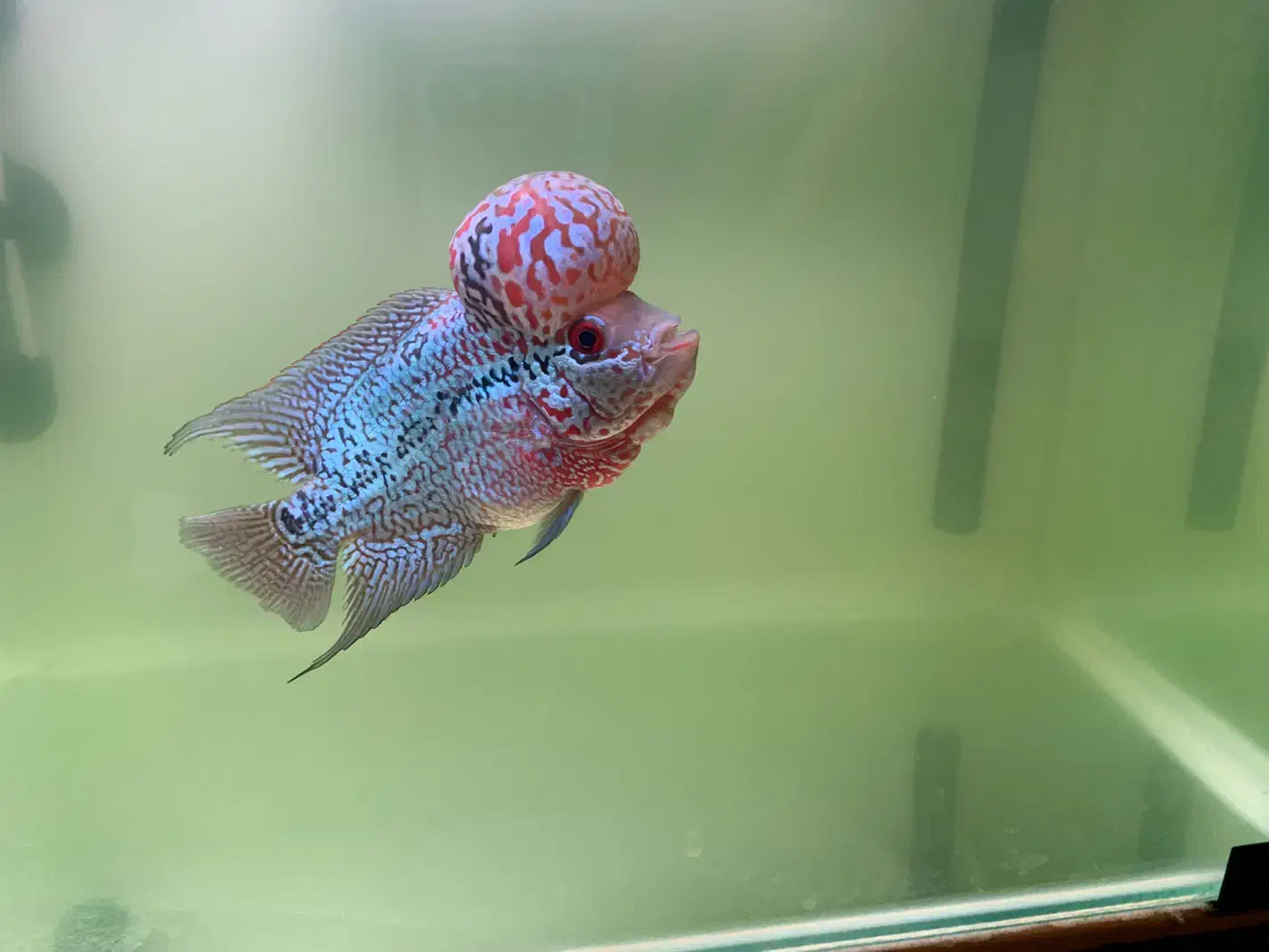 فلاور هورن|ماهی|تهران, بلوار کشاورز|دیوار