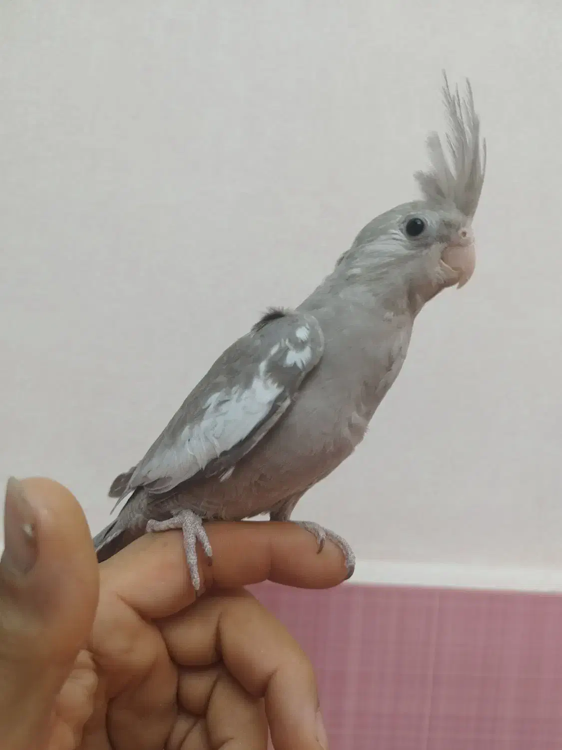 عروس هلندی|پرنده|رشت, حومه رشت|دیوار