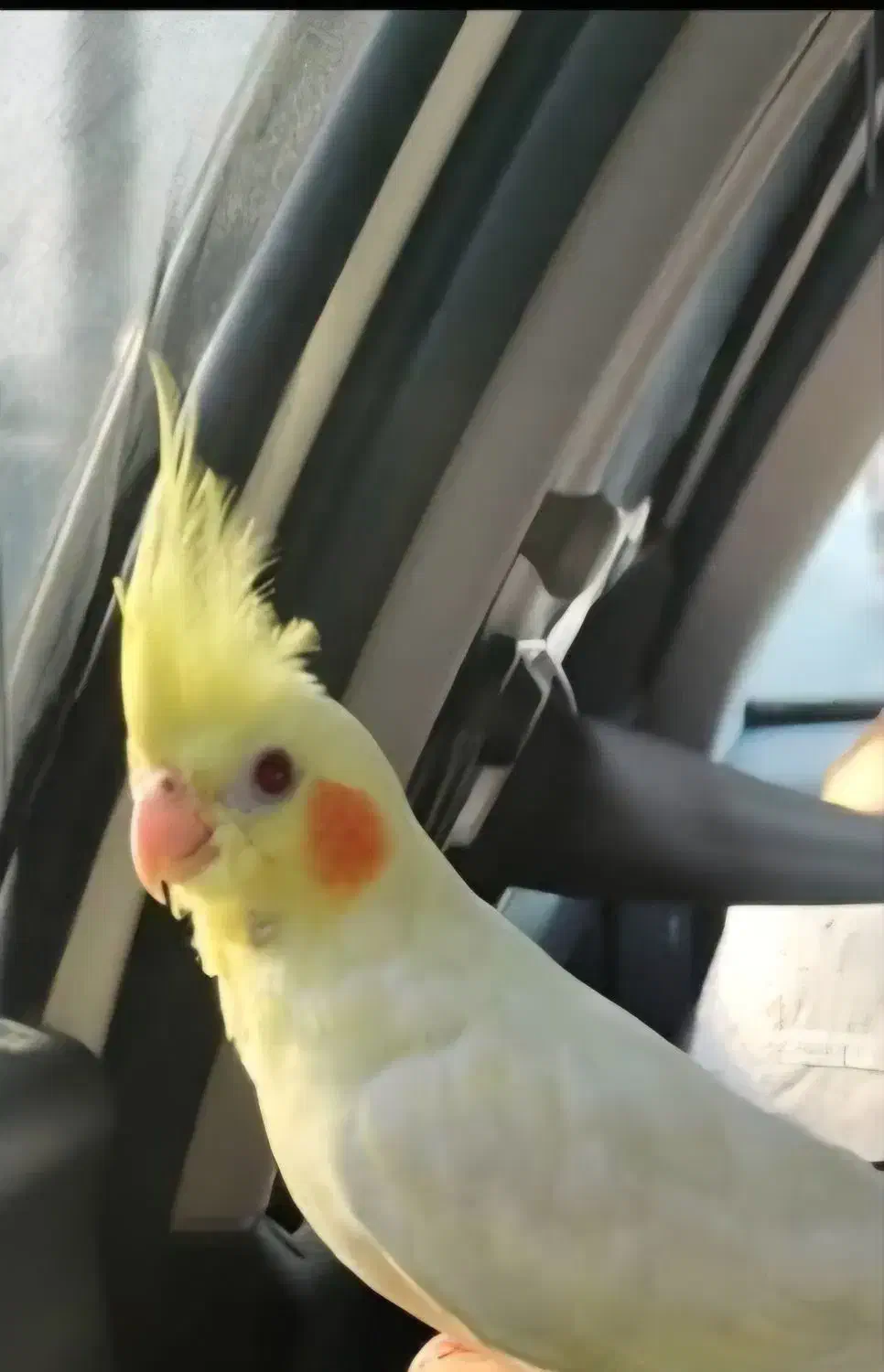 گمشده|حیوانات|بندرعباس, |دیوار