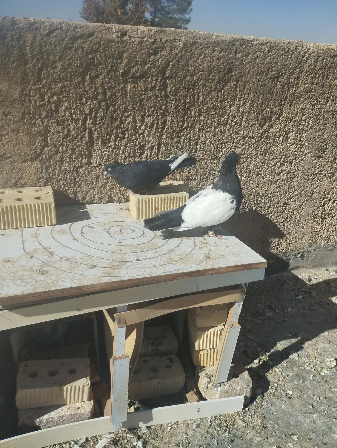 سینه سیاه|پرنده|مرودشت, بیست متری بیمارستان|دیوار