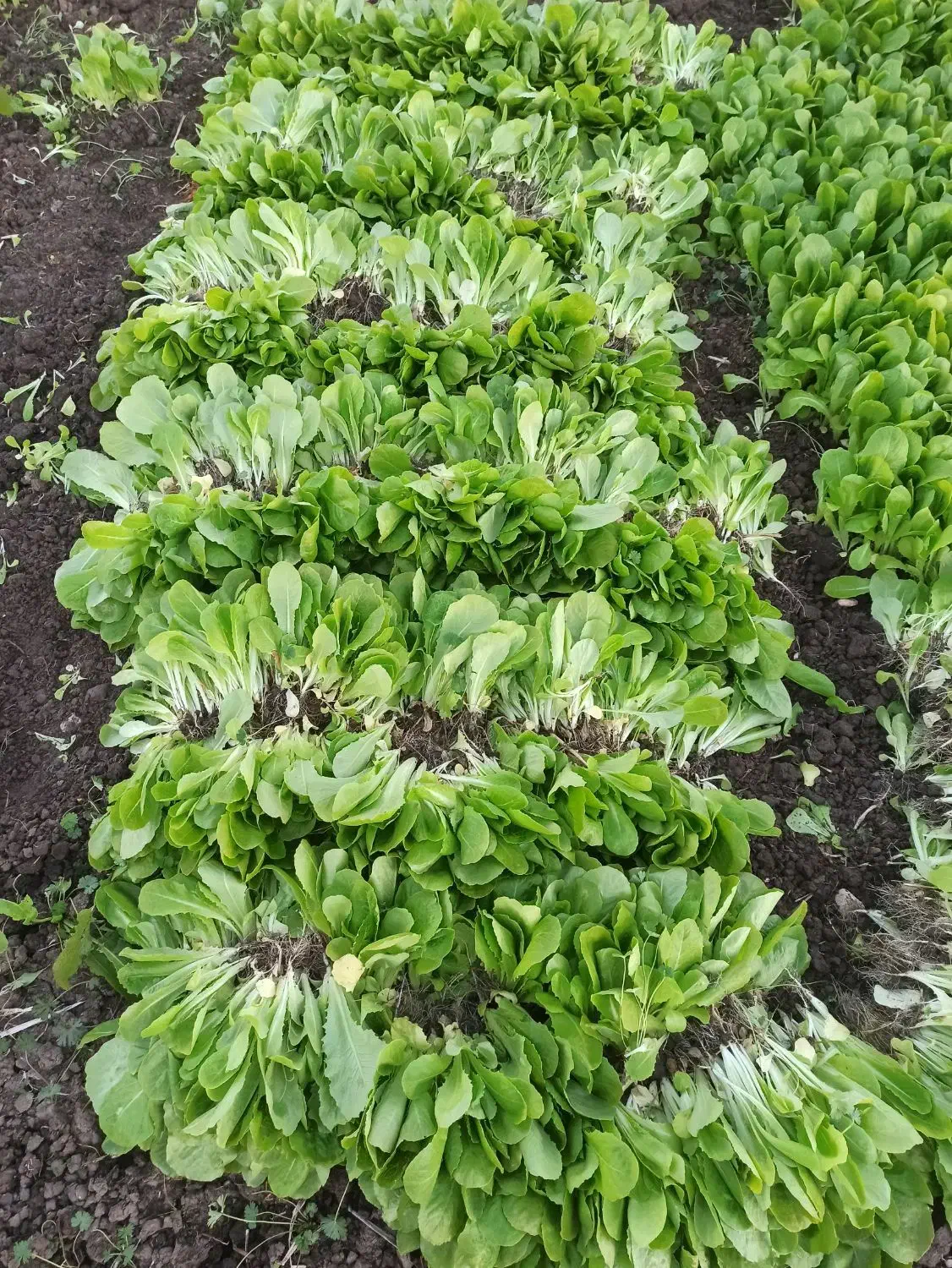 نهال کاهو روغنی|خدمات باغبانی و درختکاری|رستمکلا, |دیوار