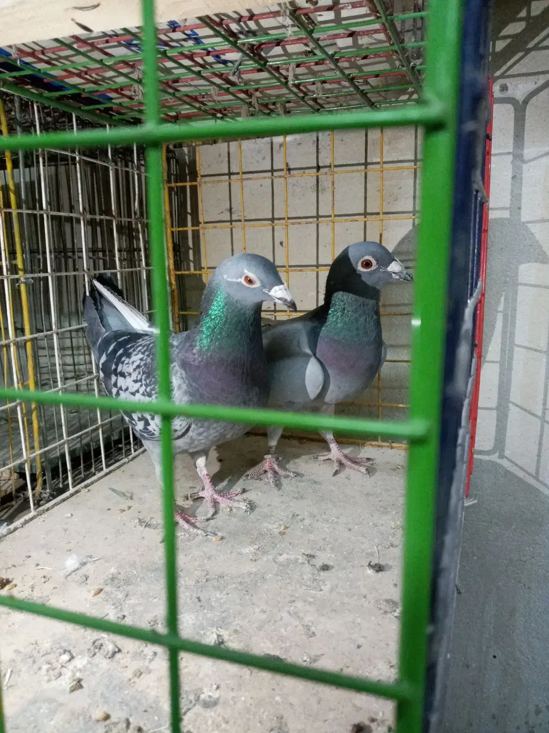 کبوتر پلاکی|پرنده|خرمدره, |دیوار