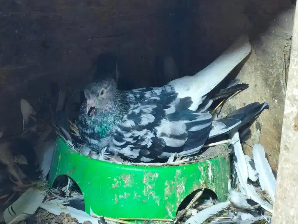 جفت دم‌سفید عطیقه|پرنده|گنبد کاووس, |دیوار