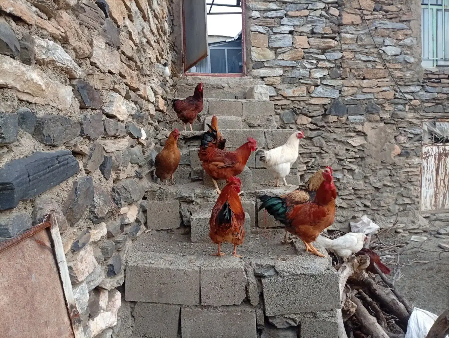 خروس|حیوانات مزرعه|بانه, |دیوار