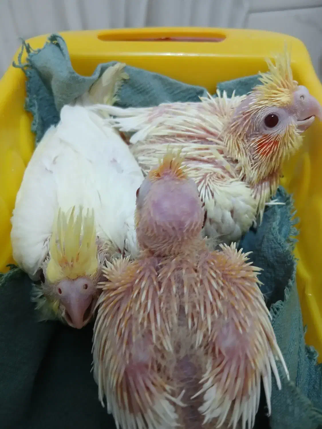 جوجه|پرنده|تهران, مسعودیه|دیوار