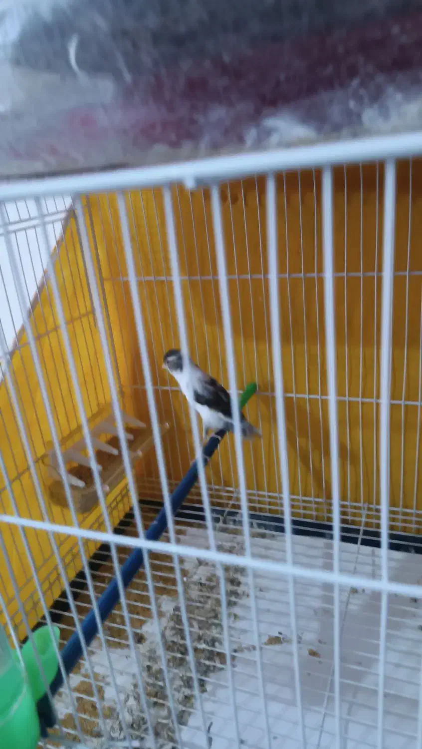 قناری نروماده|پرنده|مشهد, گاز|دیوار