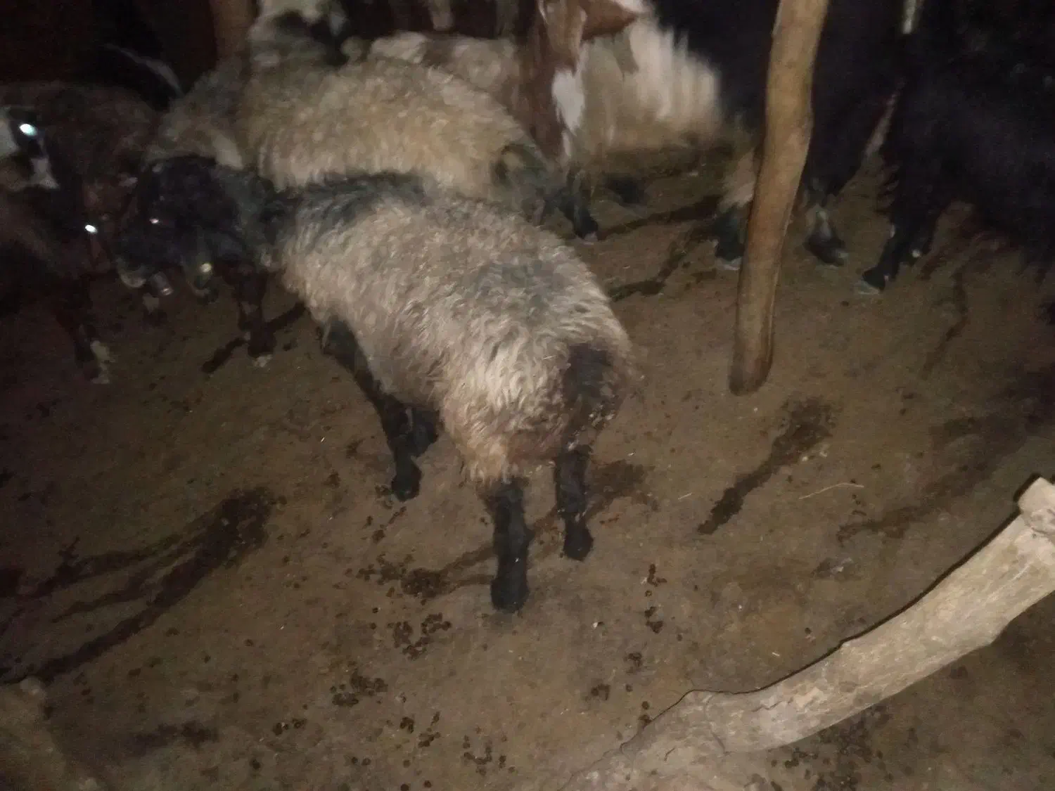 میش سر حال زیر قیمت|حیوانات مزرعه|لوداب, |دیوار