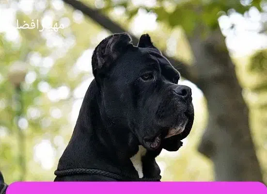 چاوچاو کن کرسو فروشی قفقازی درجه یک|سگ|کرج, فاز ۱ مهرشهر|دیوار