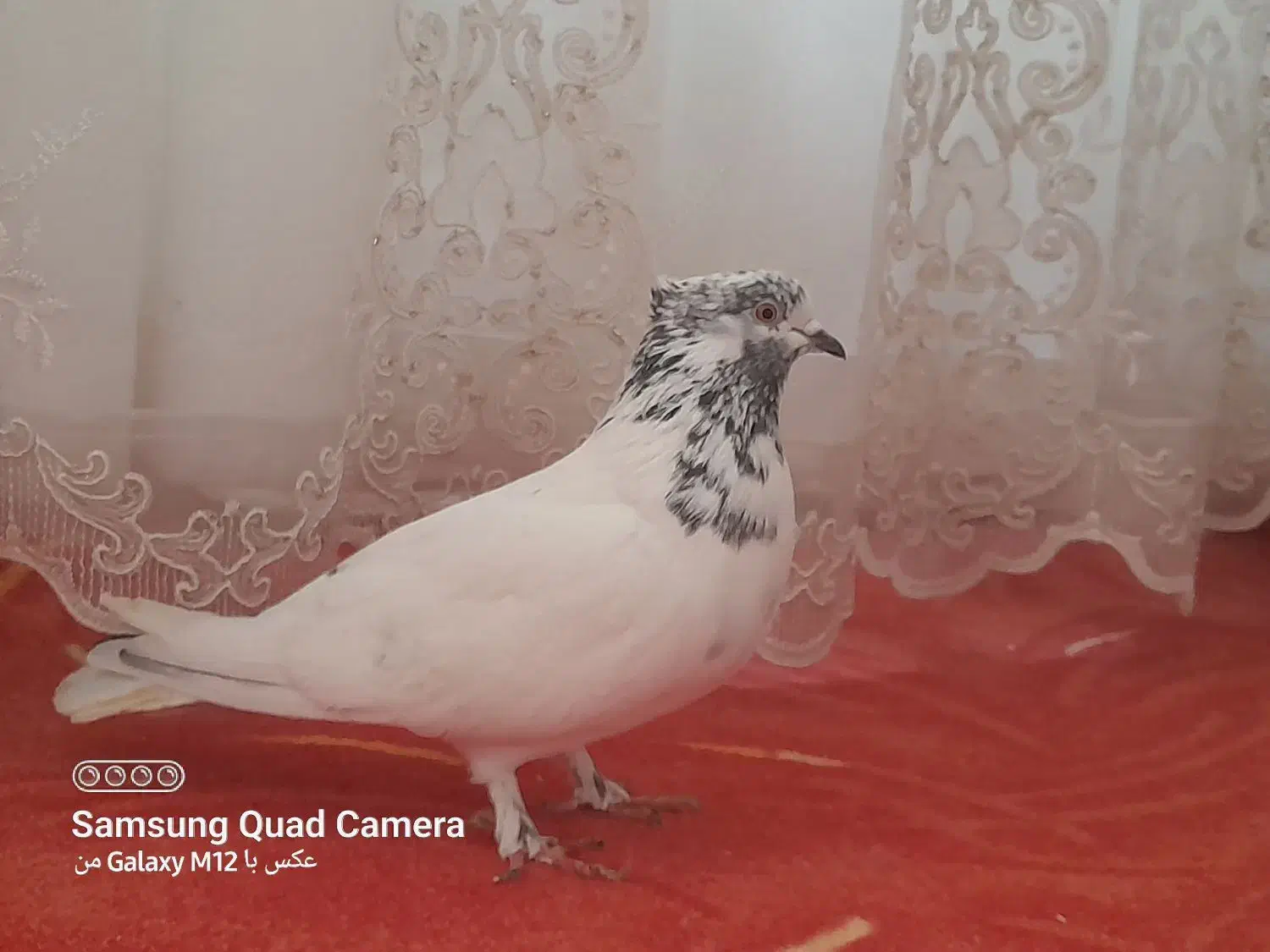 کله دم و پلاکی|پرنده|کارزان, |دیوار