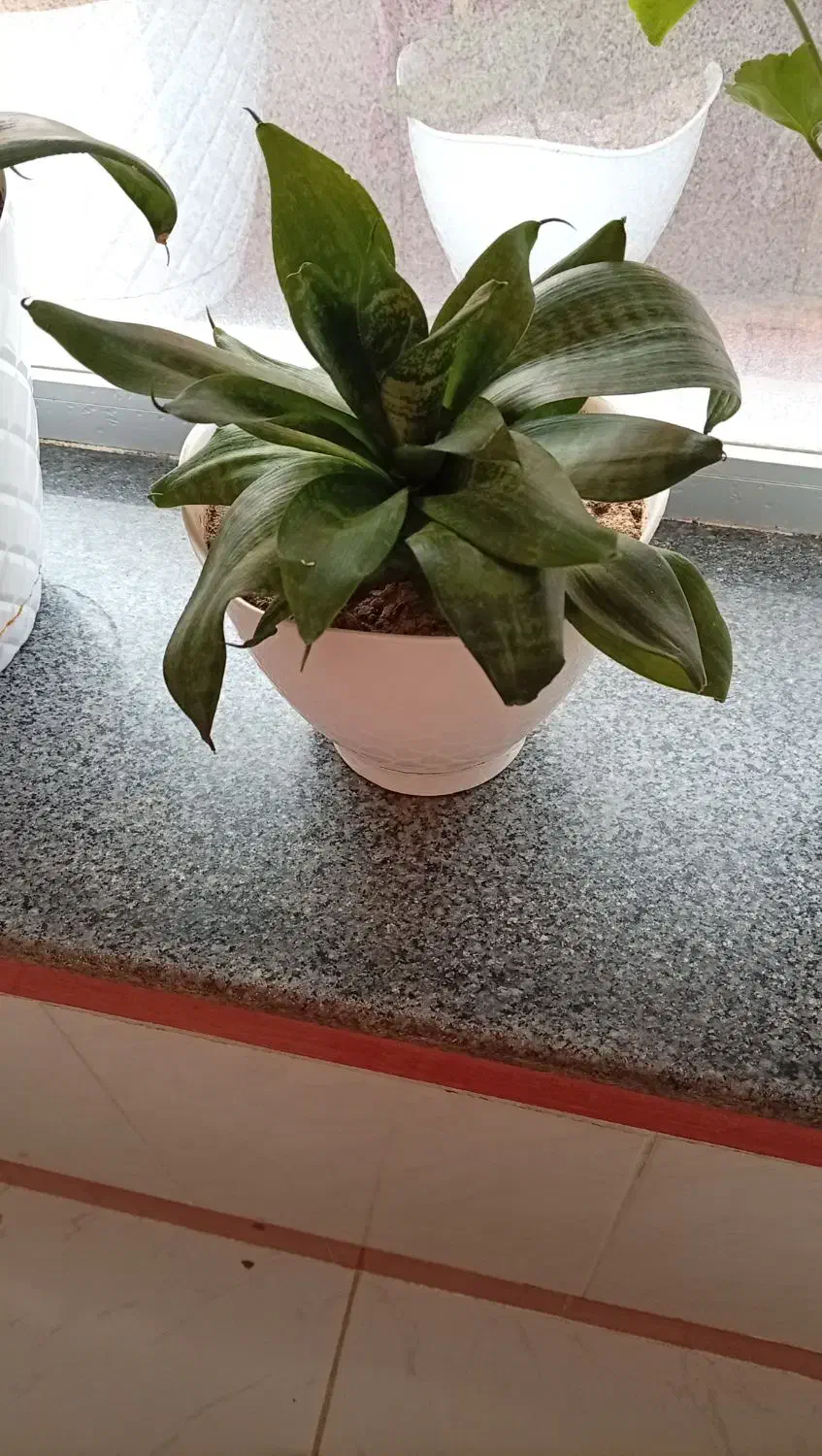 فروش گل|گل و گیاه طبیعی|مرند, |دیوار