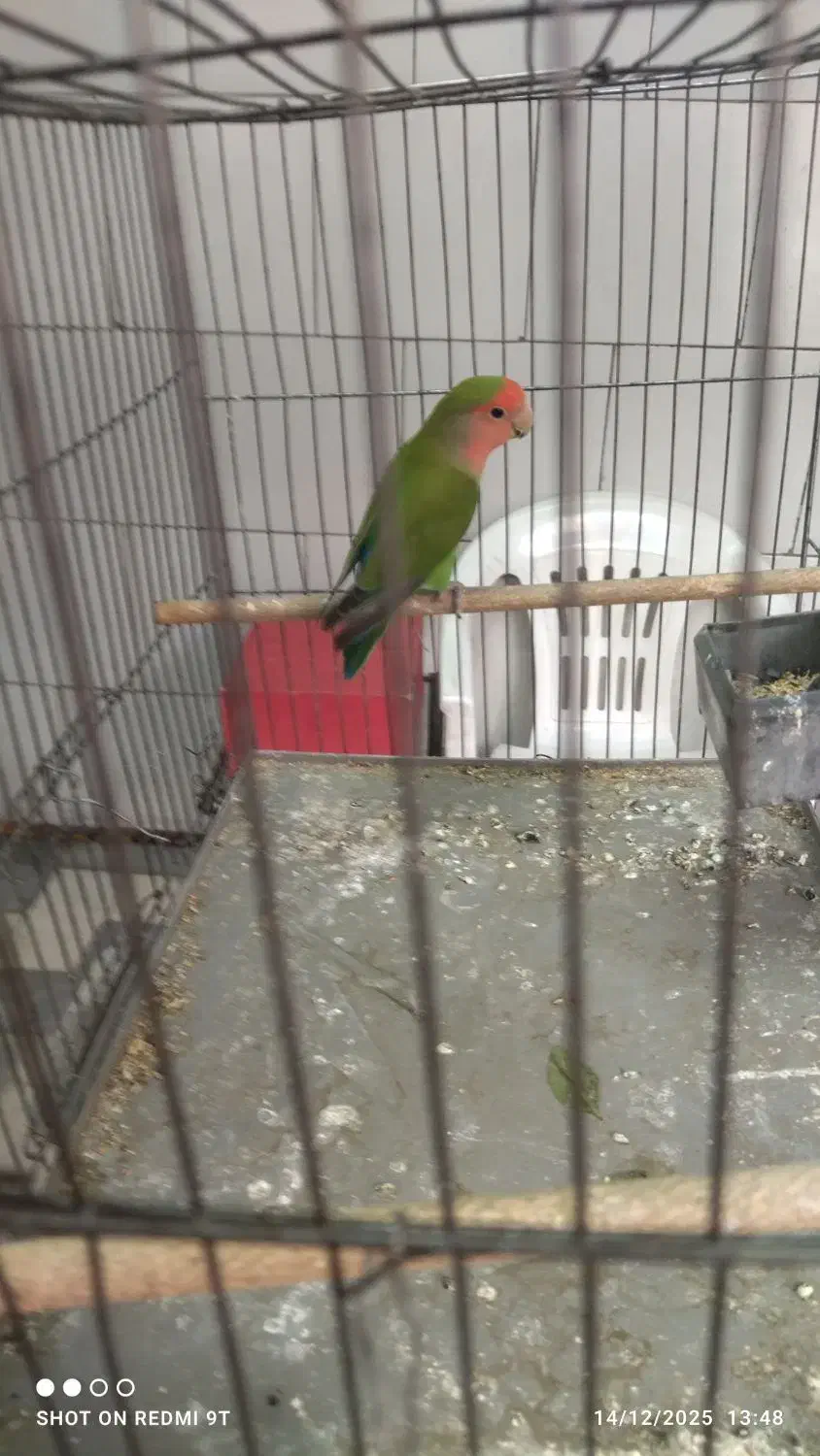 طوطی برزیلی صورت هولی ماده.فوری|پرنده|تهران, مینای شمالی (مخبر)|دیوار