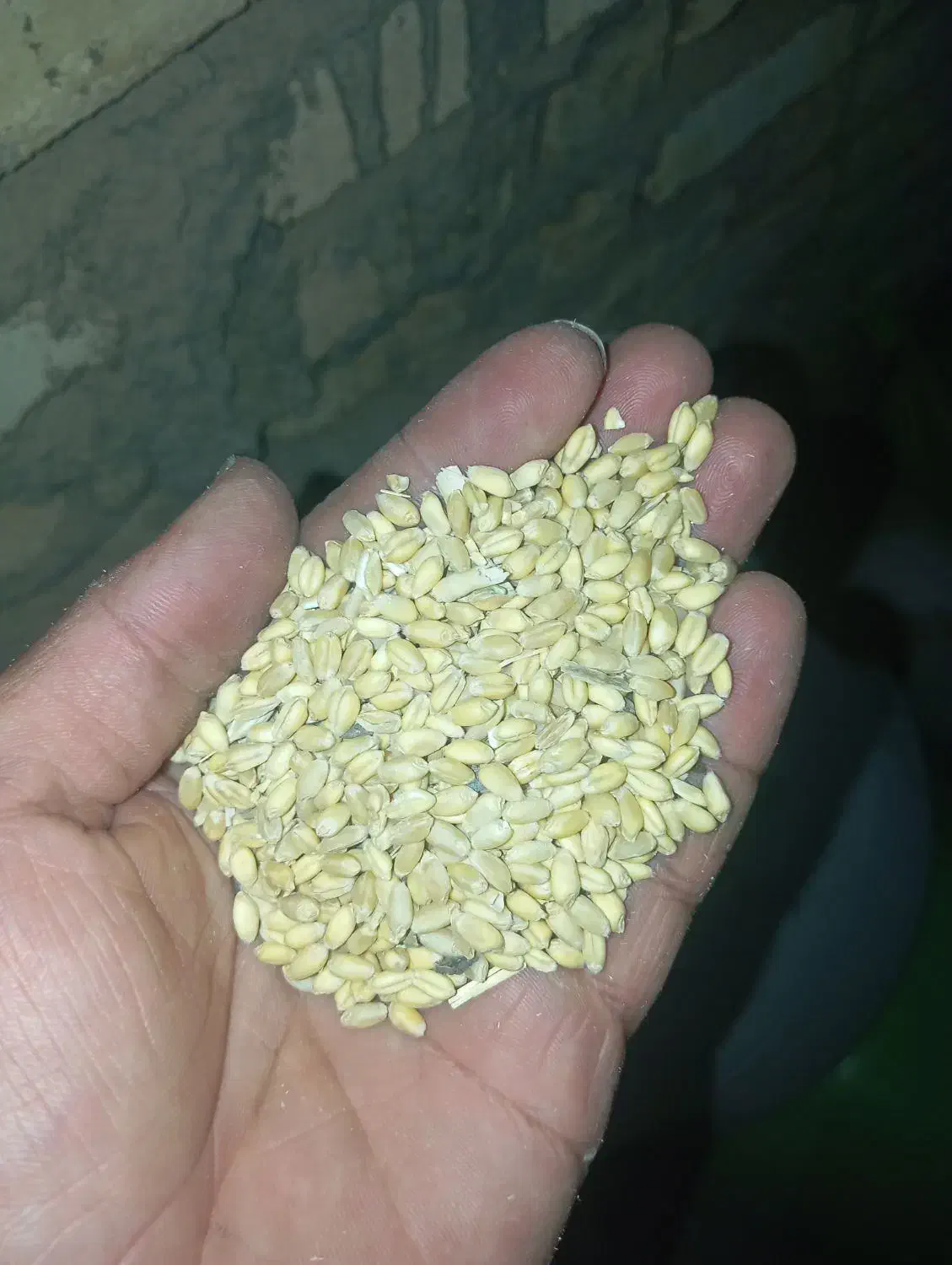 گندم آبی|خوردنی و آشامیدنی|قره چای, |دیوار