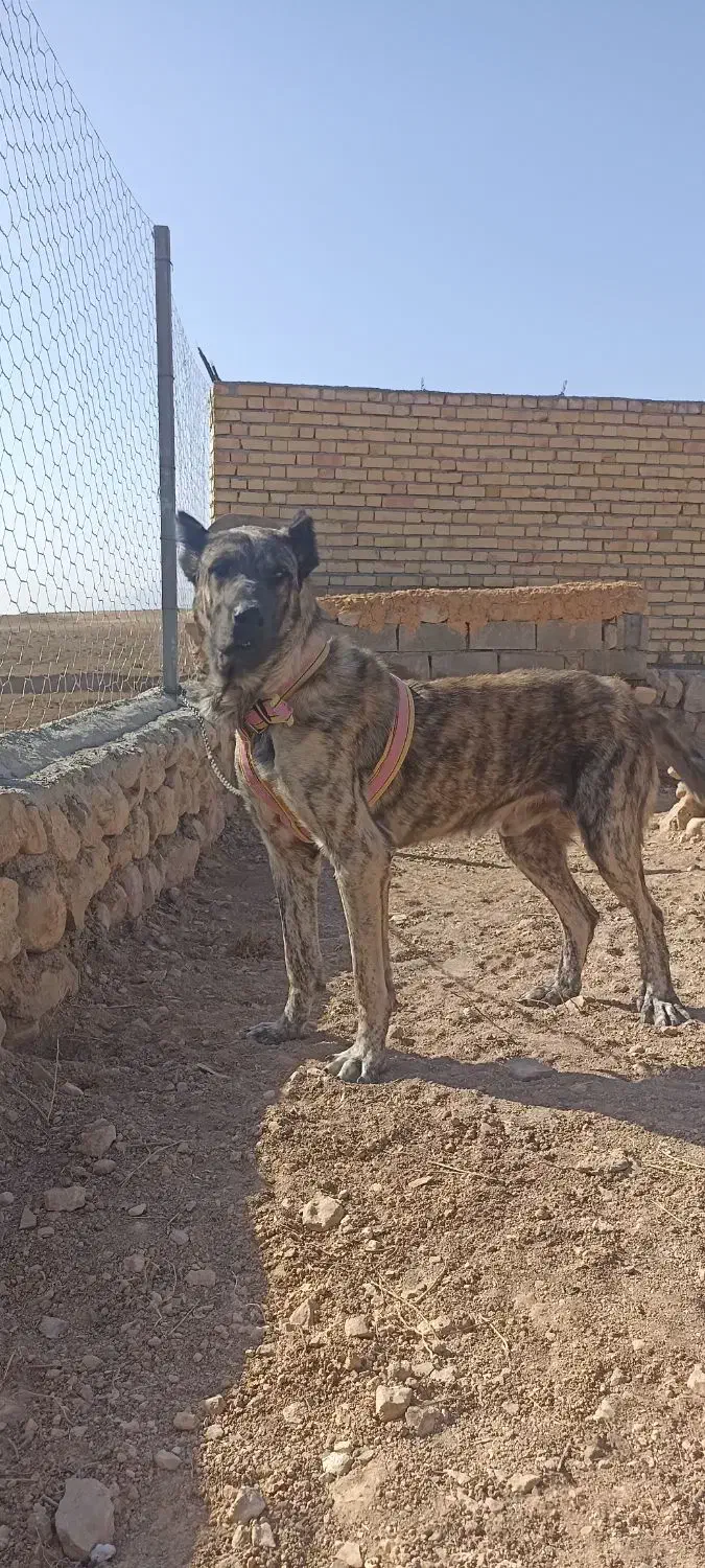 واگذاری سگ نژاد دار سراب|سگ|بجنورد, |دیوار