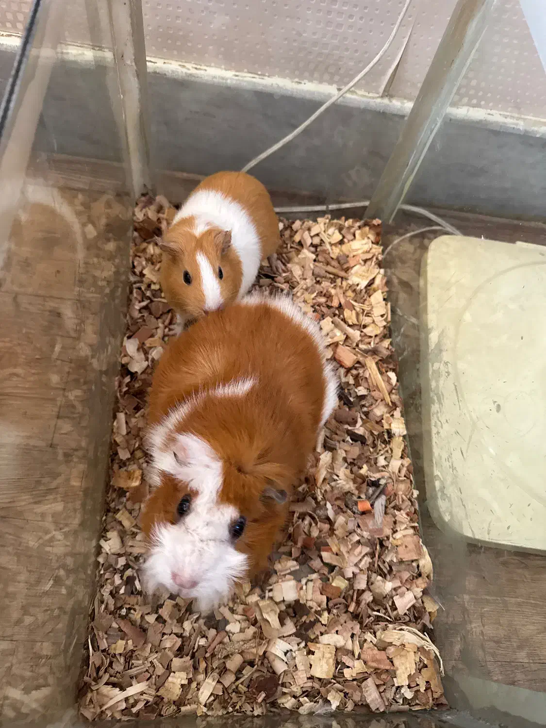 خوکچه هندی فشن|موش و خرگوش|اصفهان, شهید رجایی|دیوار