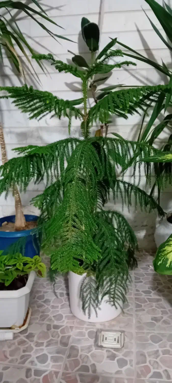 گل کاج|گل و گیاه طبیعی|سنقر, |دیوار